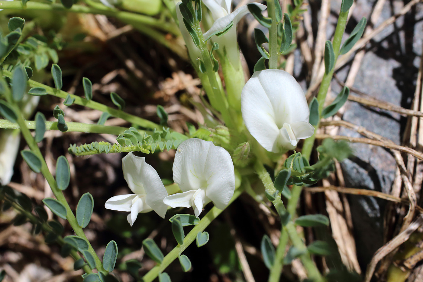 Изображение особи Astragalus chionanthus.