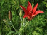 Lilium pensylvanicum