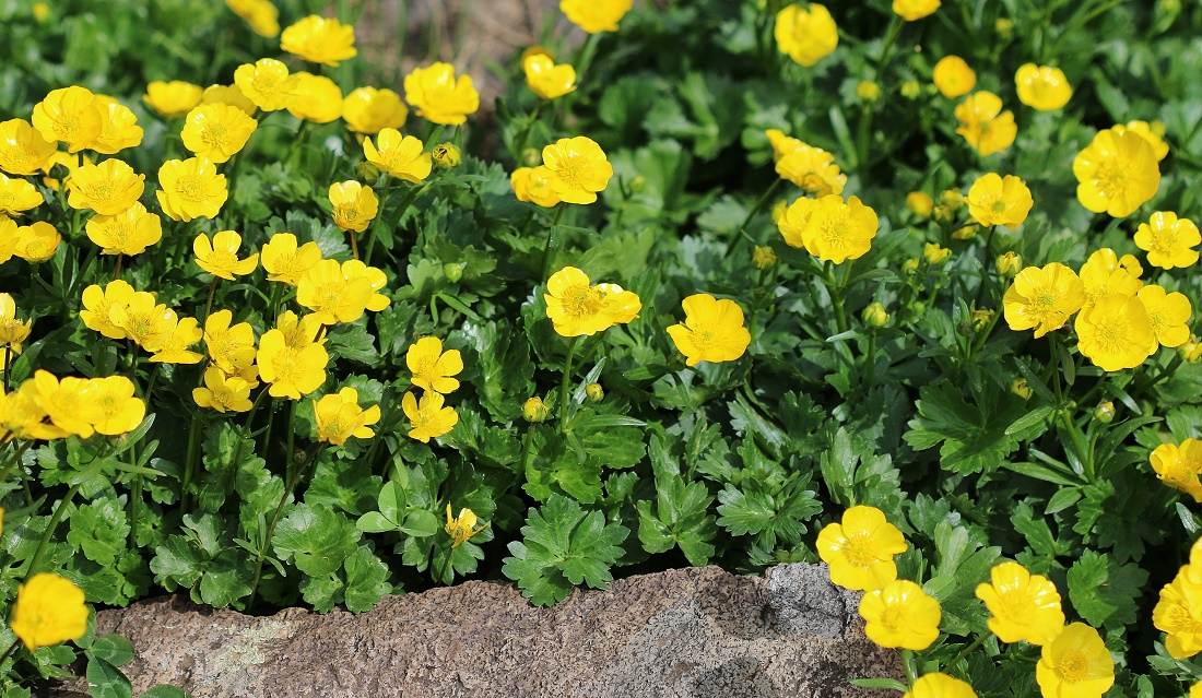 Изображение особи Ranunculus brachylobus.