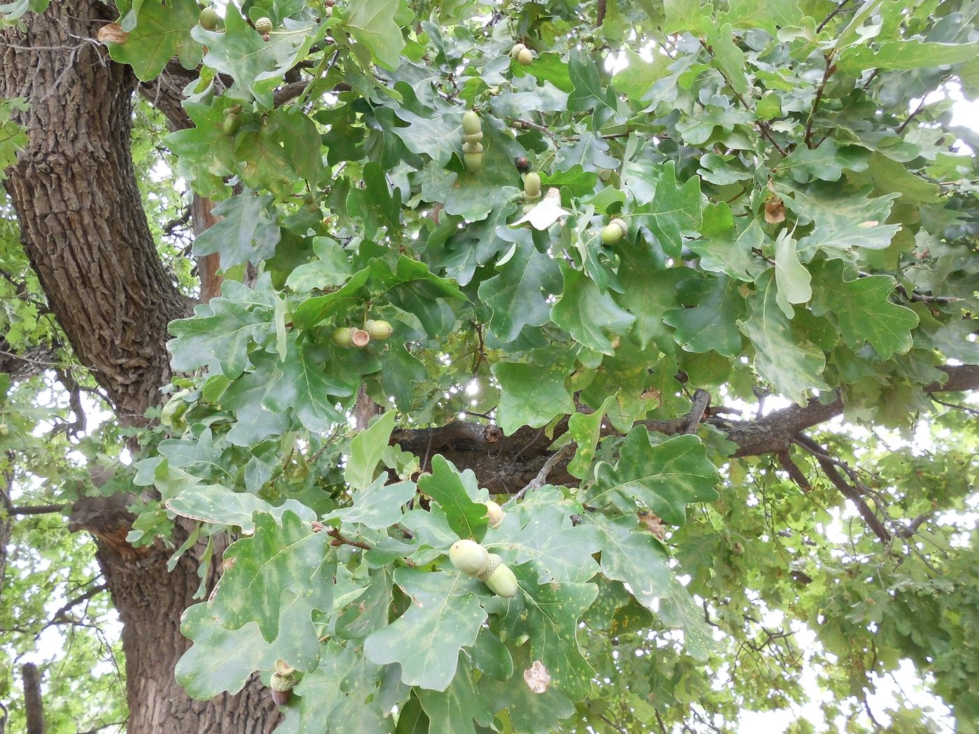 Image of Quercus robur specimen.