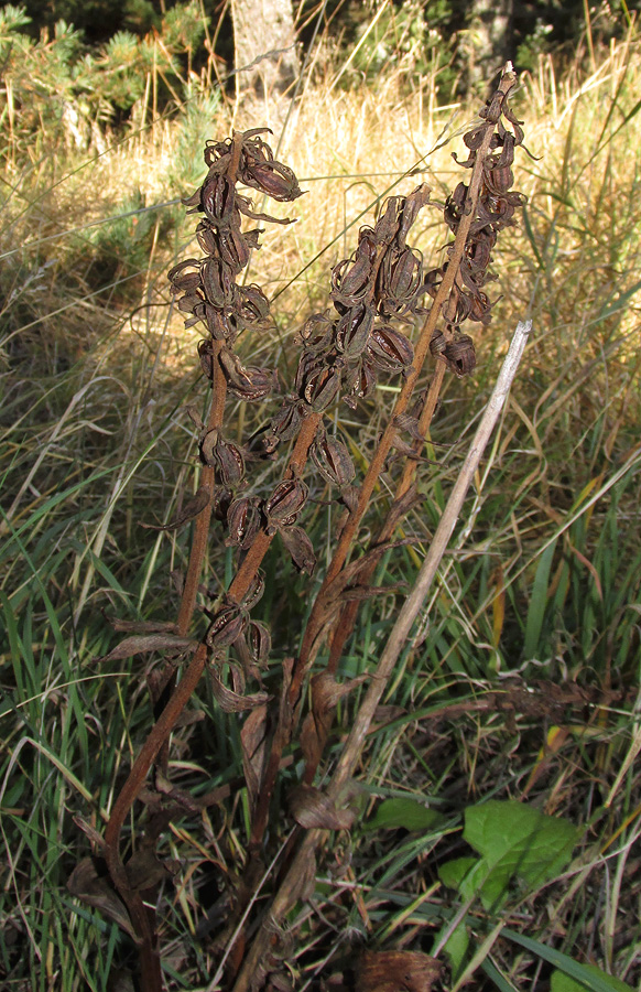 Image of Epipactis krymmontana specimen.