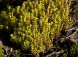 Syntrichia ruralis