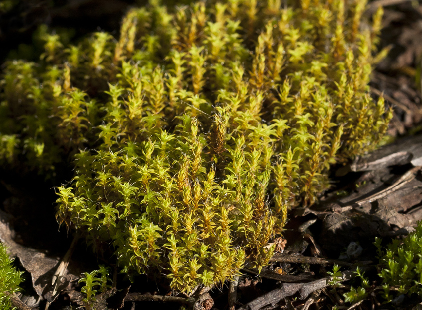 Image of Syntrichia ruralis specimen.