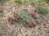 Astragalus chaetodon. Цветущее растение. Казахстан, Сев. Тянь-Шань, плато Сюгаты, глинистая-щебнистая пустыня. 22 апреля 2016 г.