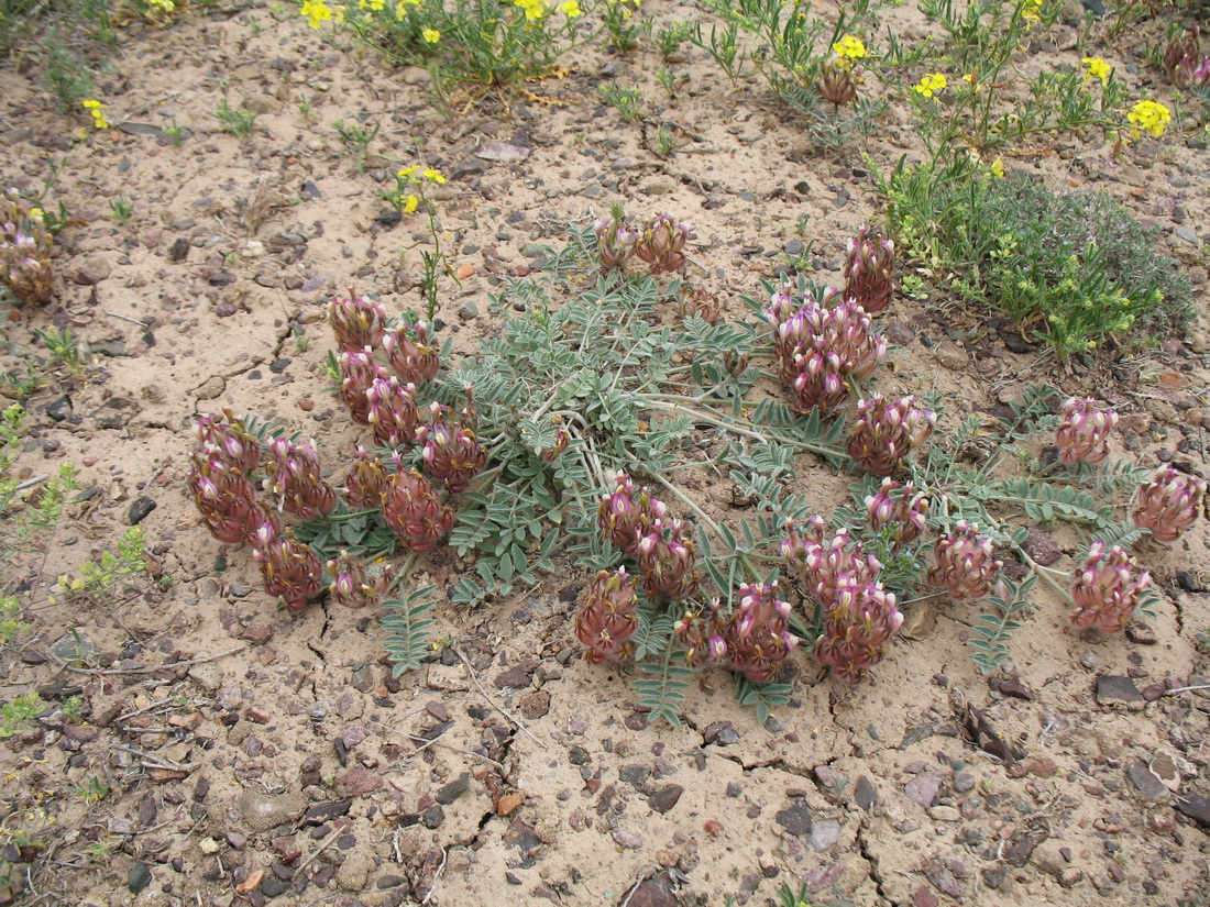 Изображение особи Astragalus chaetodon.