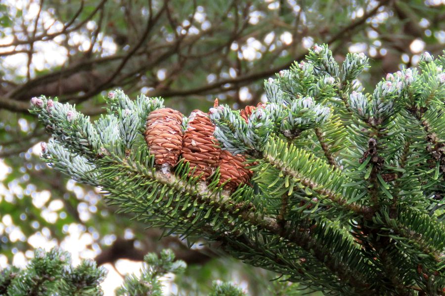 Image of Abies koreana specimen.