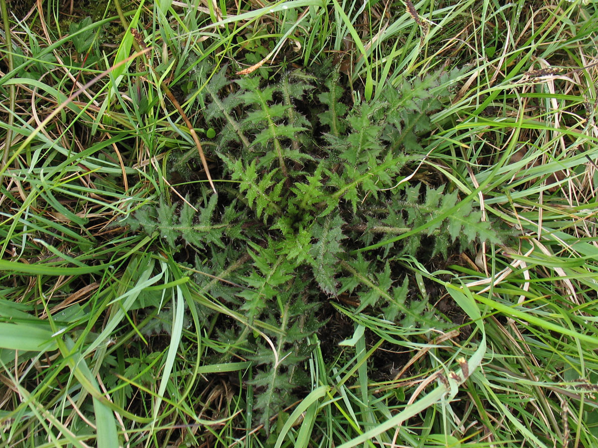 Image of Cirsium palustre specimen.