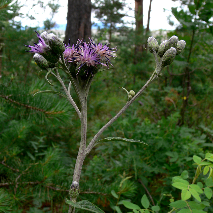 Image of Saussurea controversa specimen.