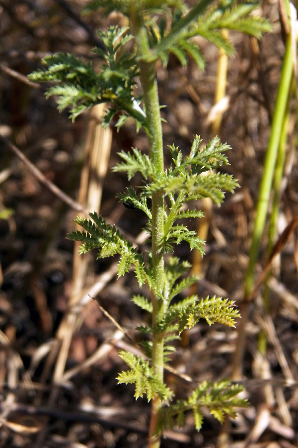 Image of Anthemis monantha specimen.