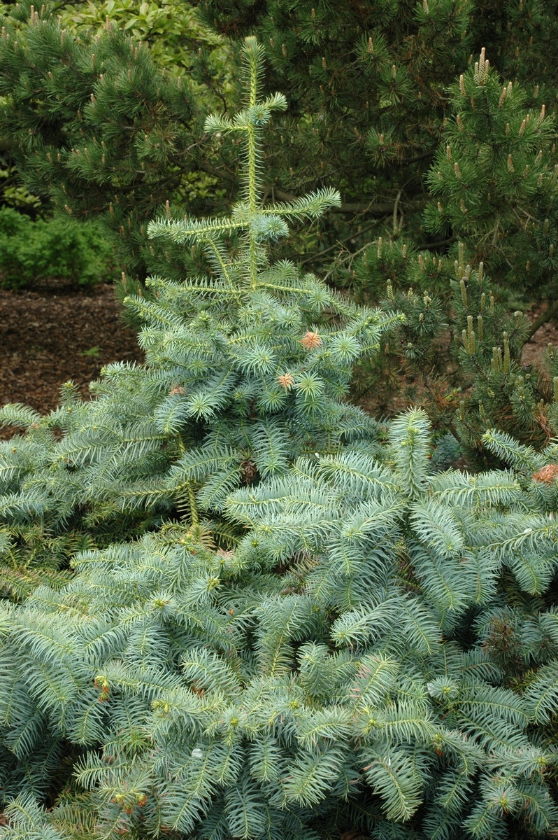 Изображение особи Cunninghamia lanceolata.