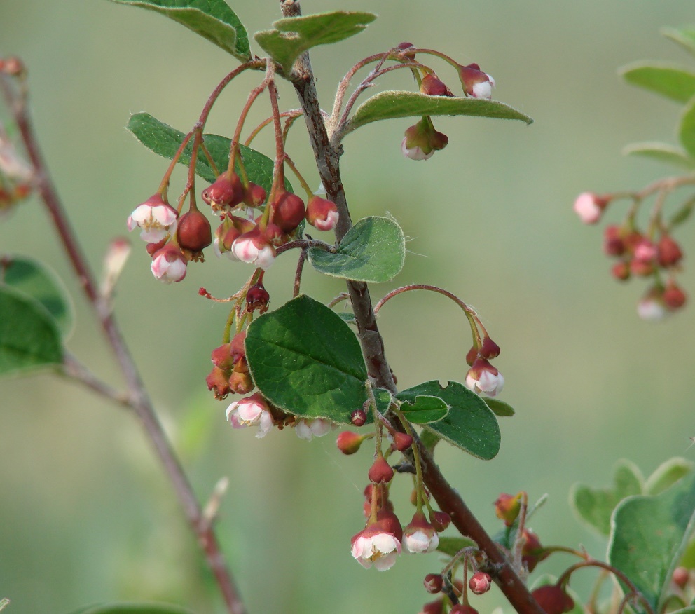 Image of Cotoneaster melanocarpus specimen.