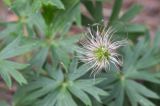 Pulsatilla patens