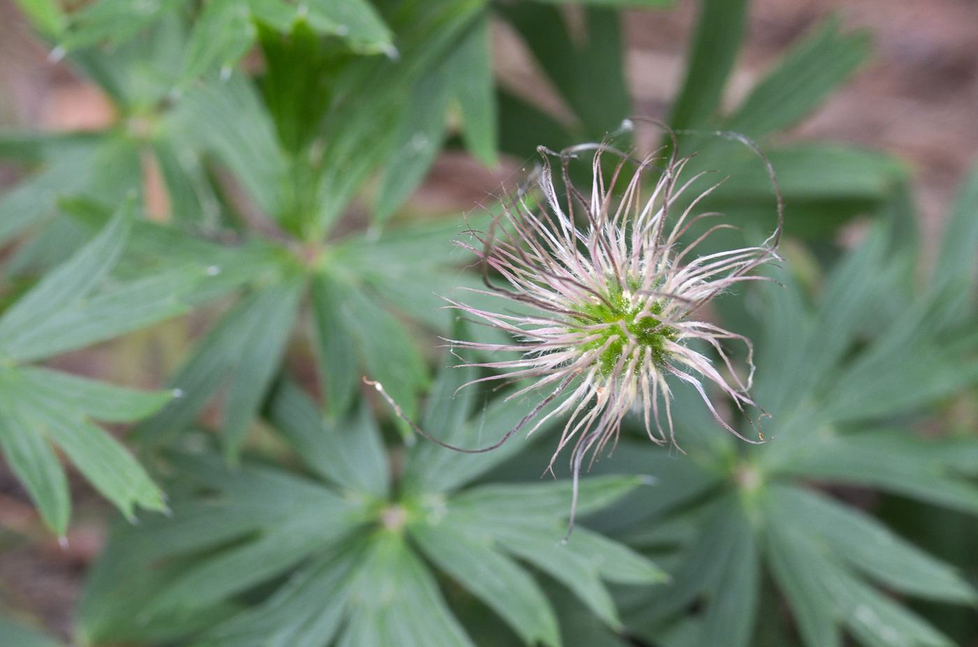 Image of Pulsatilla patens specimen.