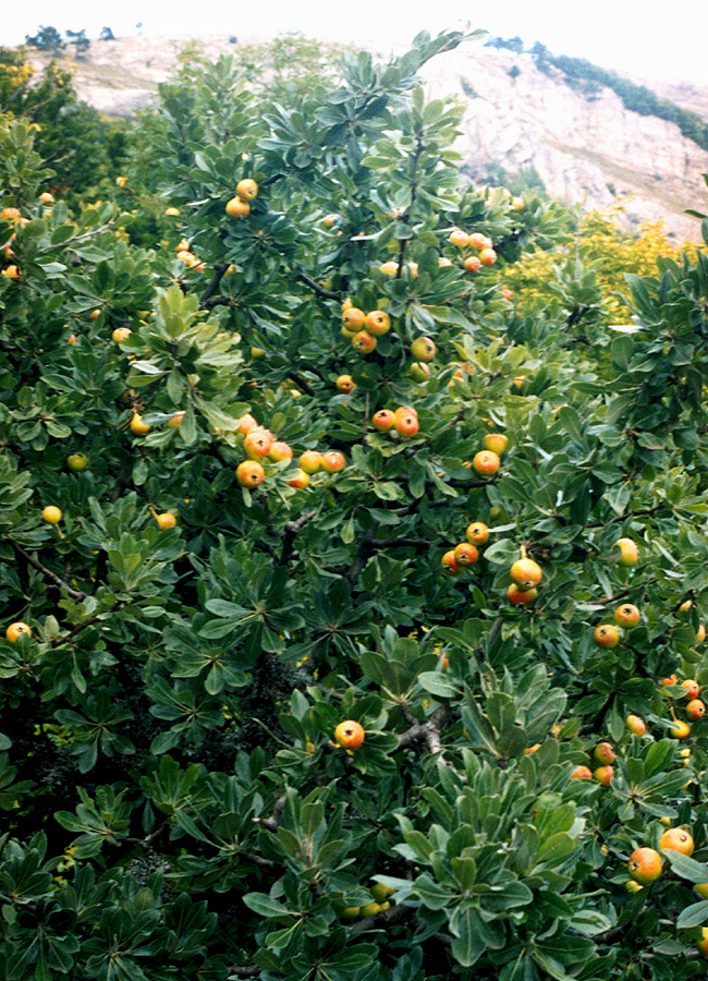 Image of Pyrus elaeagrifolia specimen.