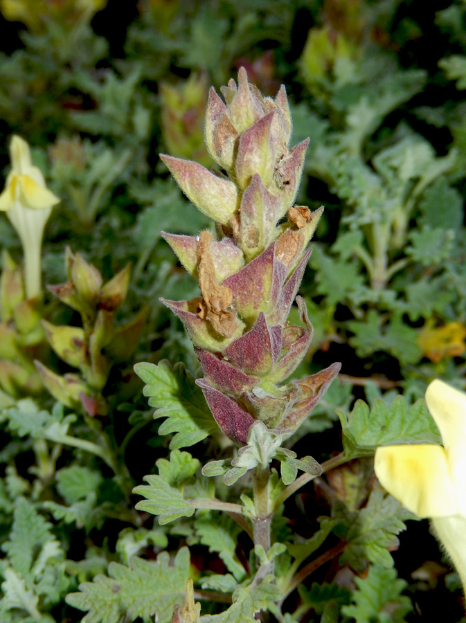 Image of Scutellaria novorossica specimen.