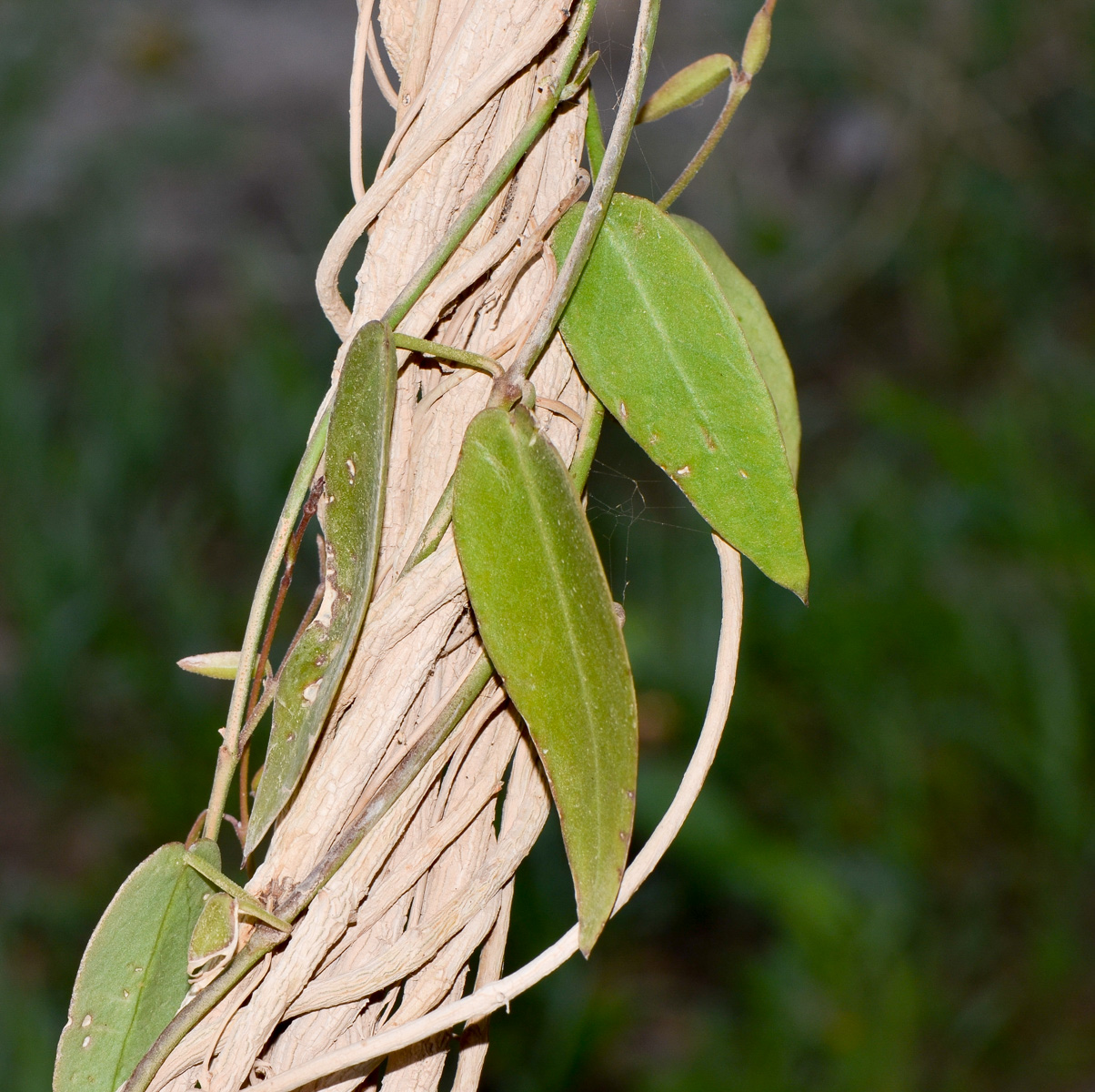 Image of Pentatropis nivalis specimen.