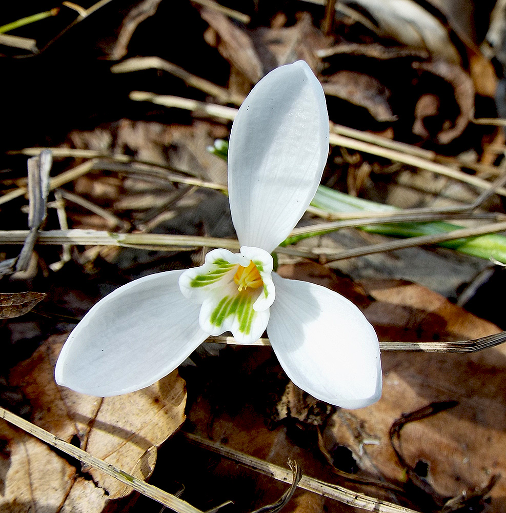 Изображение особи Galanthus alpinus.