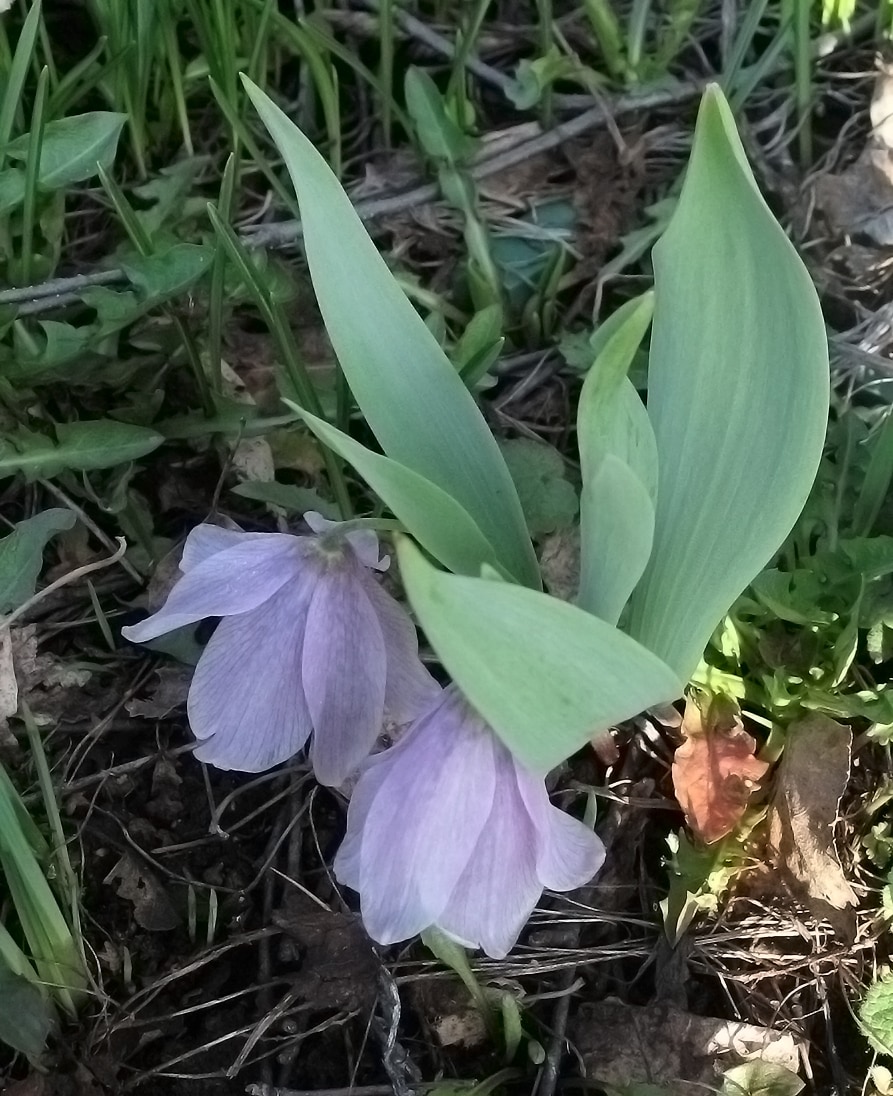 Image of Fritillaria alburyana specimen.