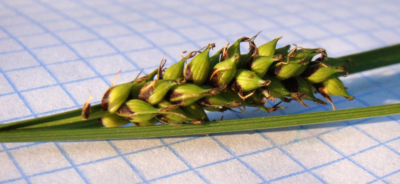 Изображение особи Carex melanostachya.