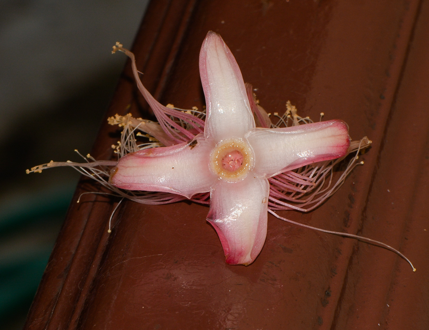 Image of Barringtonia racemosa specimen.