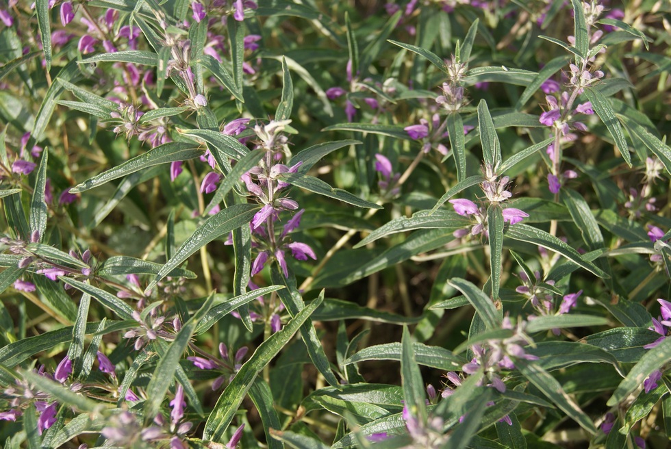 Image of Phlomis pungens specimen.