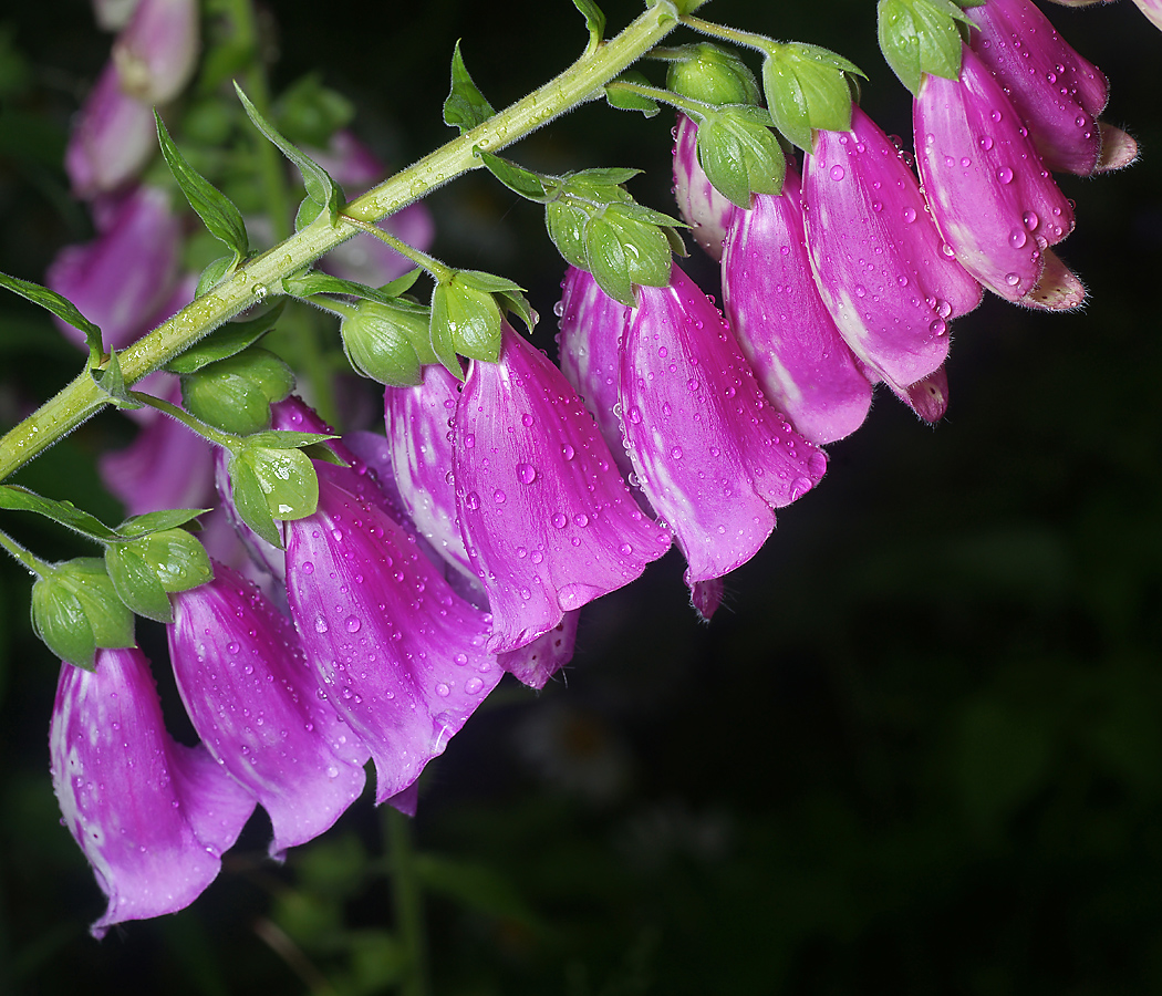 Image of Digitalis purpurea specimen.