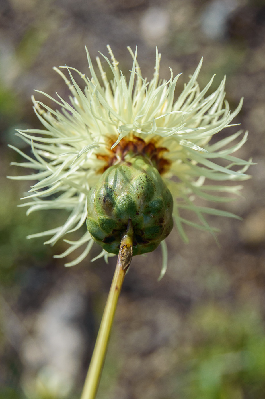 Изображение особи Rhaponticoides ruthenica.