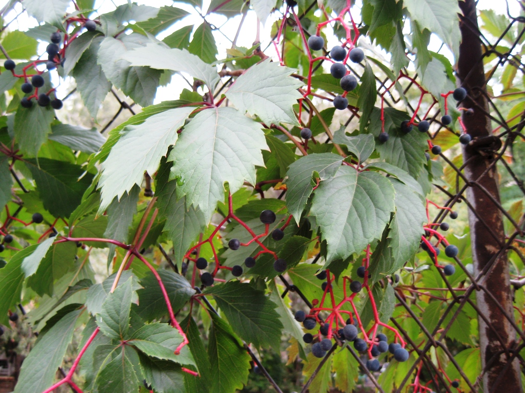 Image of Parthenocissus quinquefolia specimen.