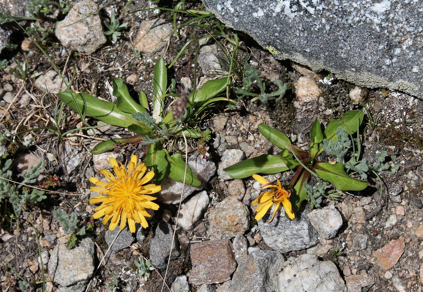 Image of genus Taraxacum specimen.