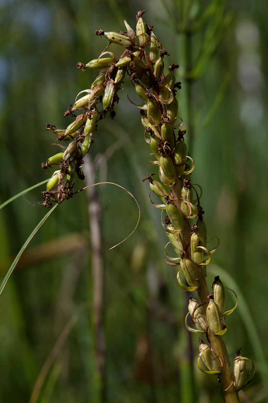 Image of Gymnadenia conopsea specimen.