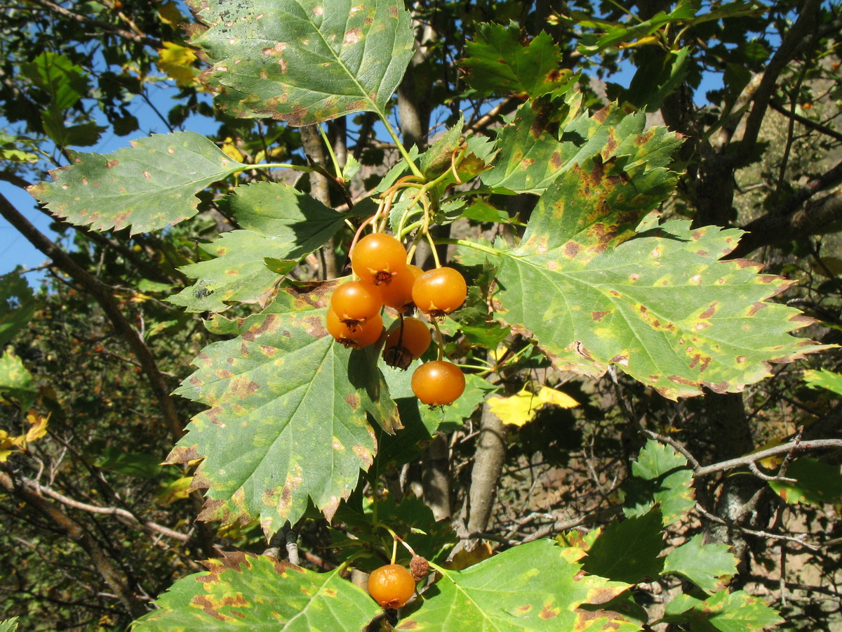 Image of Crataegus korolkowii specimen.