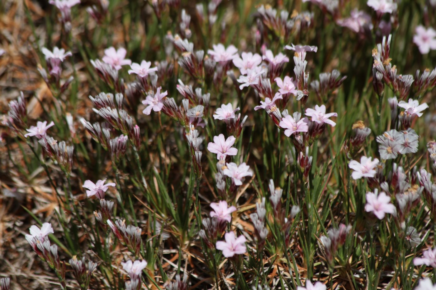 Image of genus Acantholimon specimen.