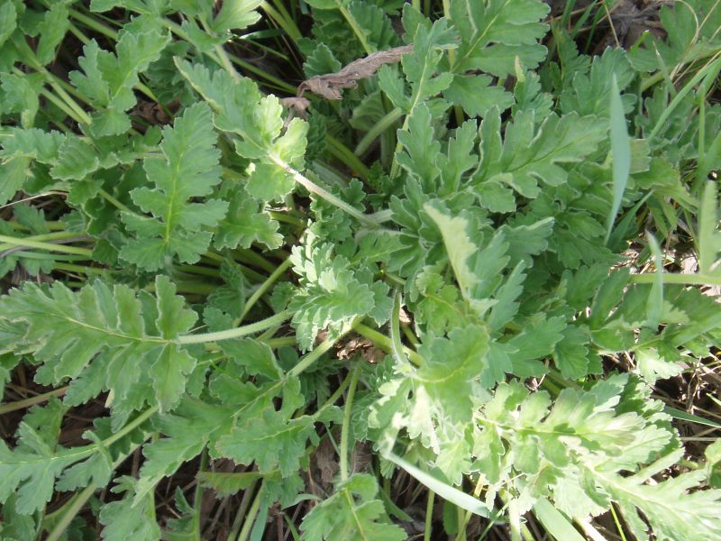 Image of Erodium ruthenicum specimen.