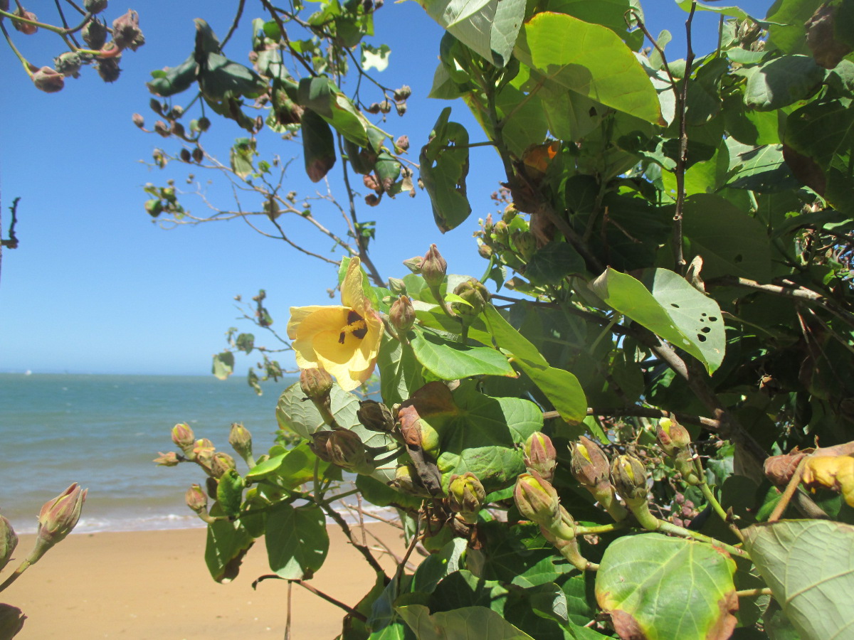 Image of Hibiscus tiliaceus specimen.