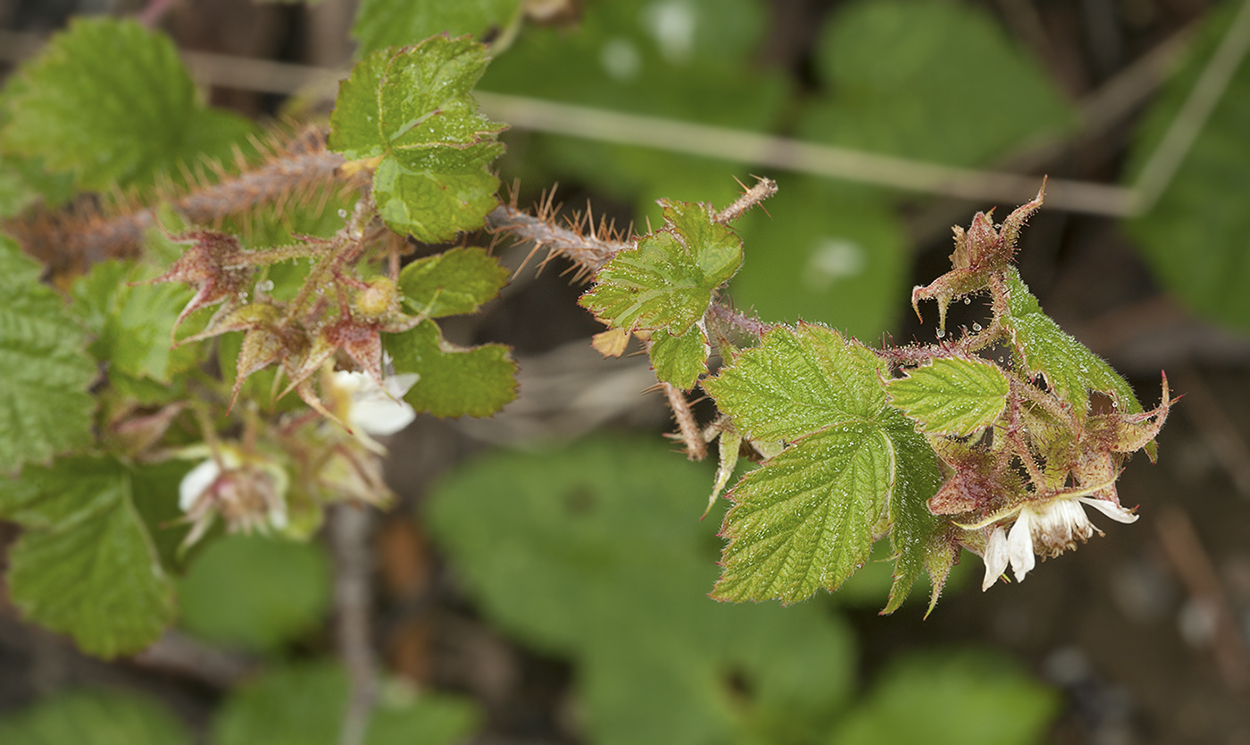 Image of Rubus matsumuranus specimen.