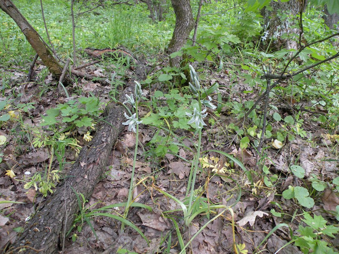 Image of Ornithogalum boucheanum specimen.