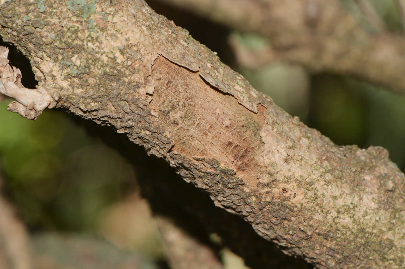 Image of Sisyndite spartea specimen.