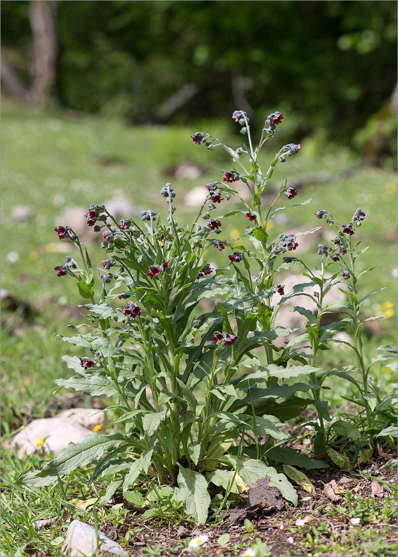 Image of Cynoglossum officinale specimen.