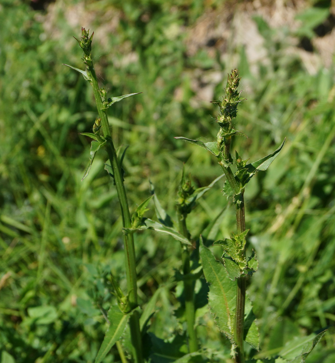 Image of Cichorium intybus specimen.