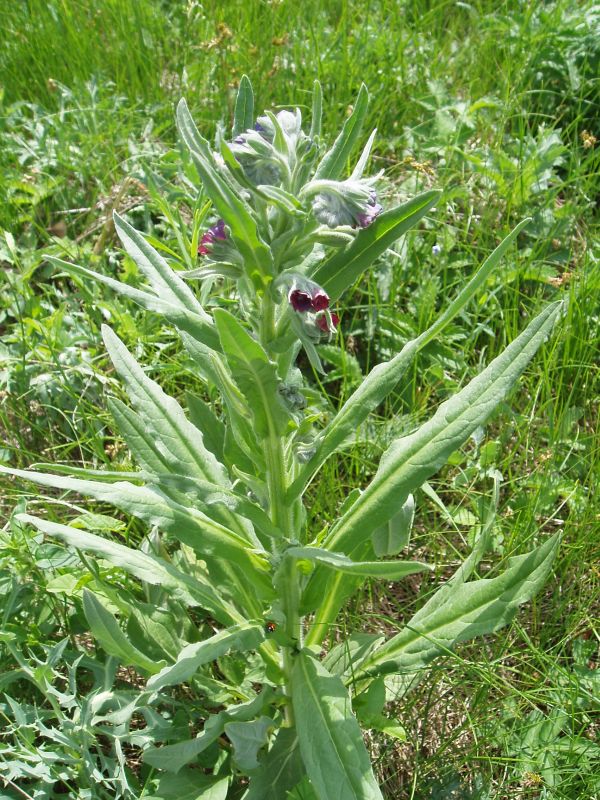 Image of Cynoglossum officinale specimen.