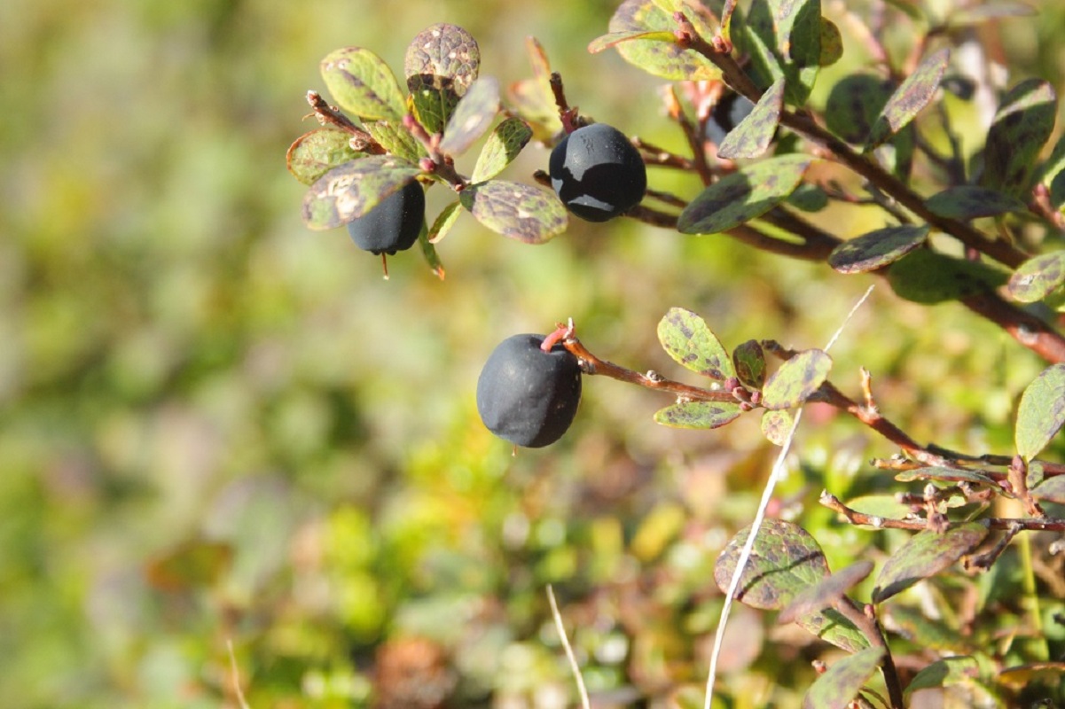 Image of Vaccinium uliginosum ssp. microphyllum specimen.