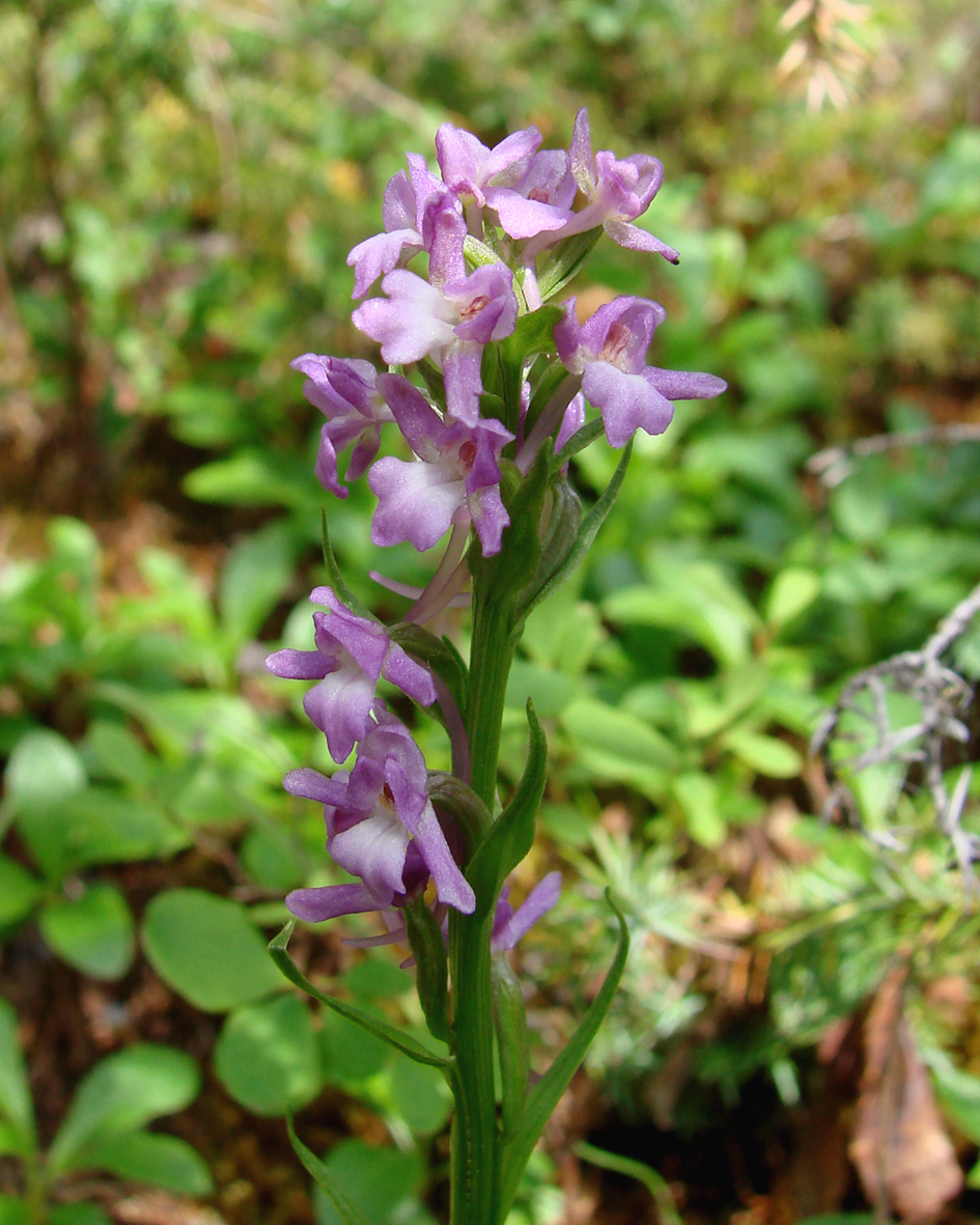 Image of Gymnadenia conopsea specimen.