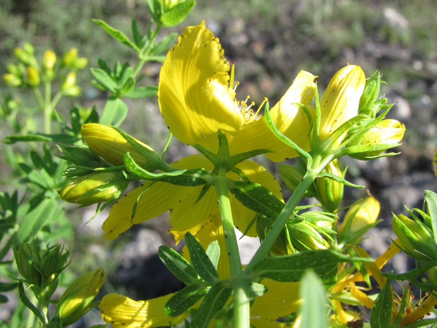 Изображение особи Hypericum perforatum.