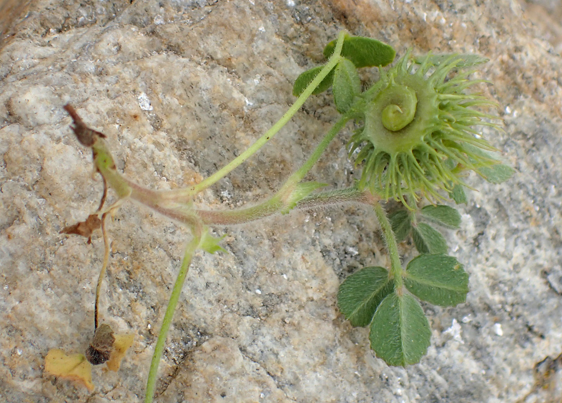 Image of Medicago disciformis specimen.