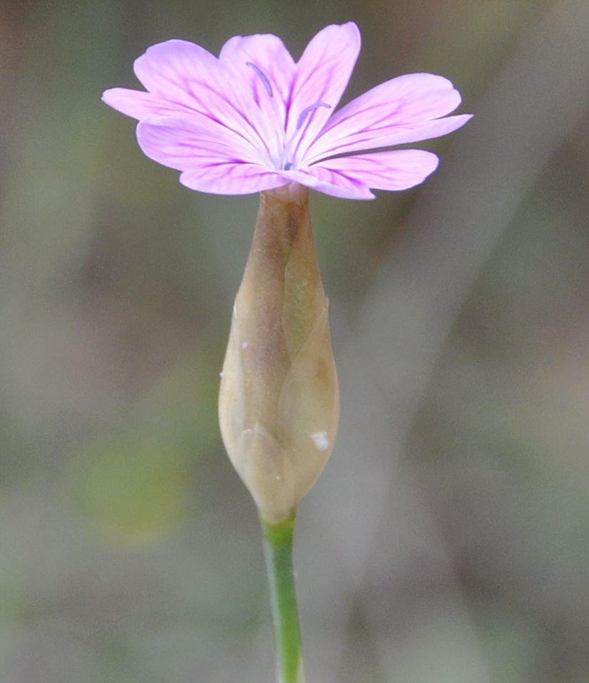 Image of Petrorhagia dubia specimen.