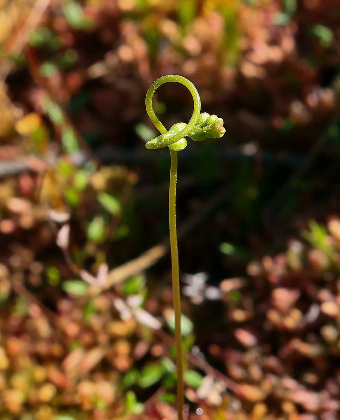 Image of Drosera rotundifolia specimen.