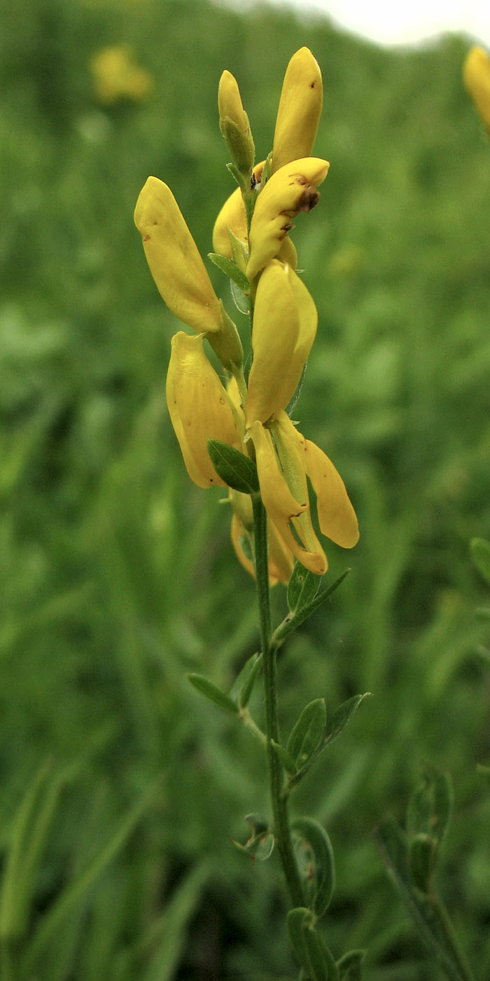 Image of Genista tinctoria specimen.