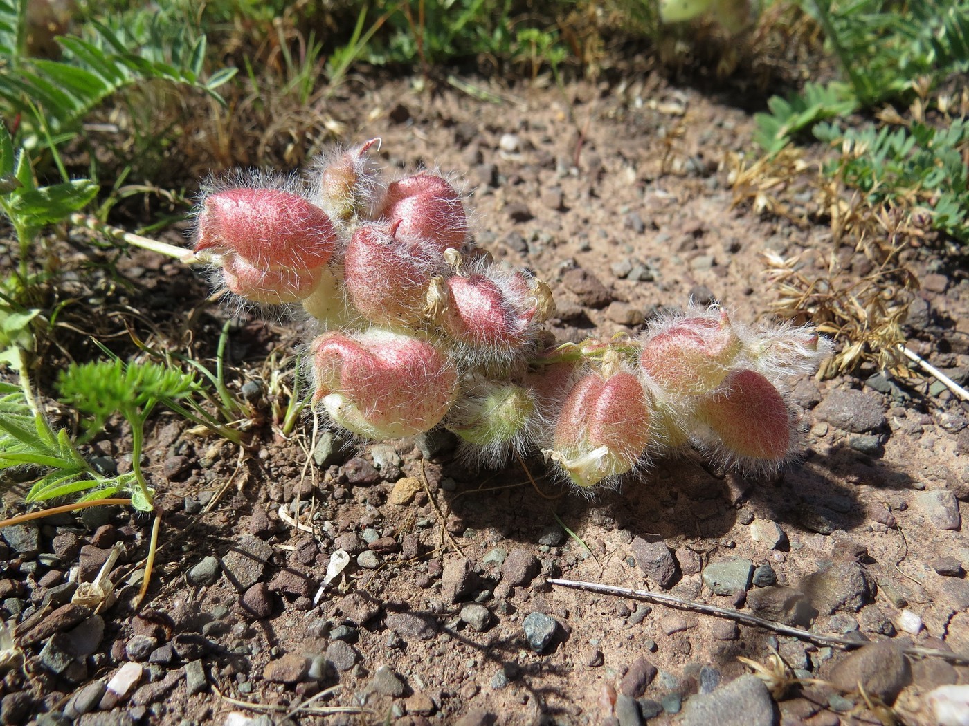 Image of Oxytropis karataviensis specimen.