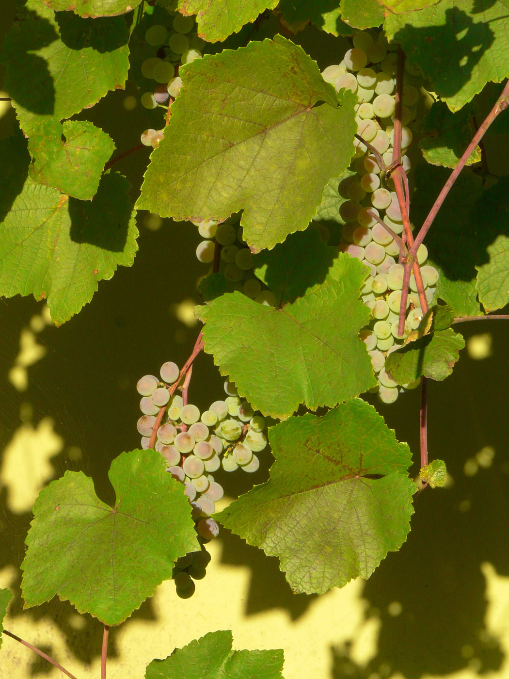 Image of Vitis vinifera specimen.