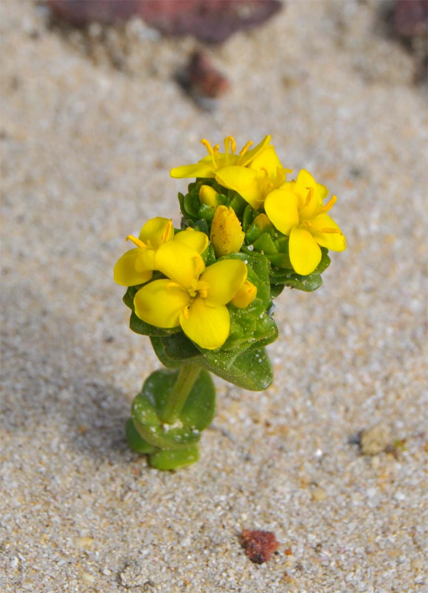 Image of Sebaea aurea specimen.